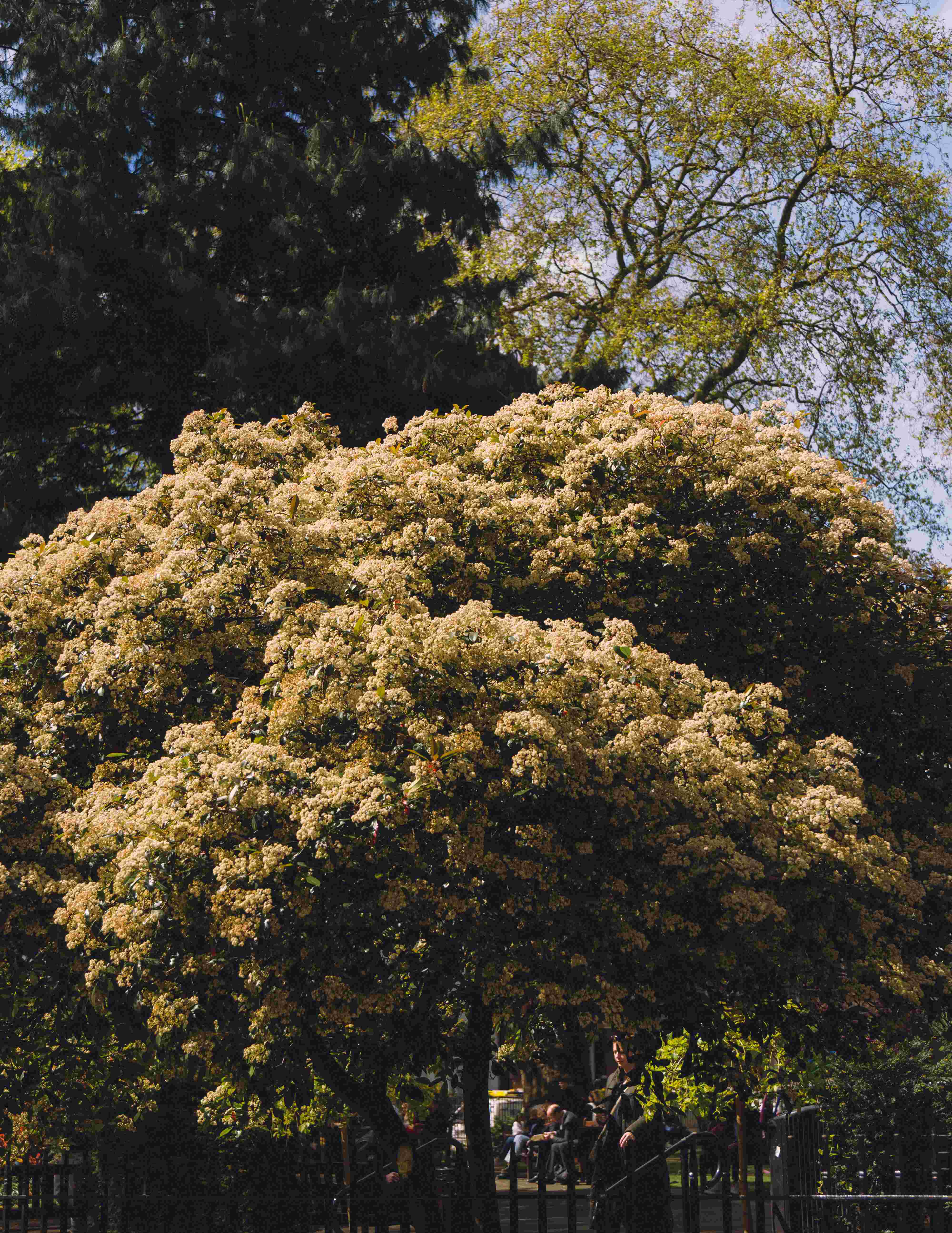 Tree Blooms Outside A Park